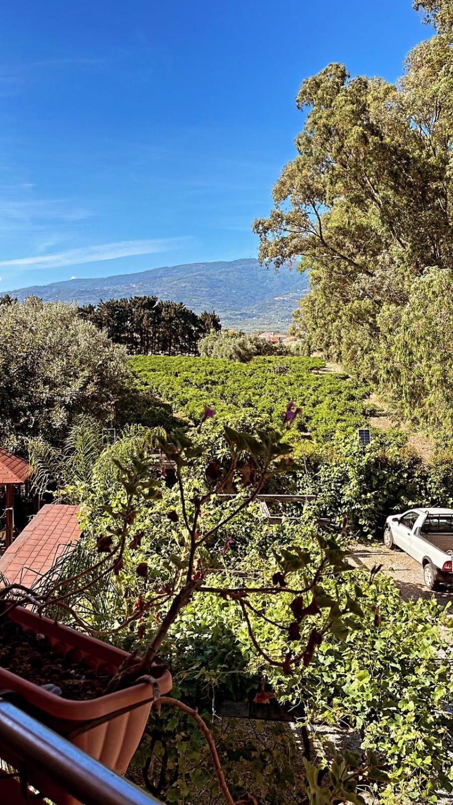 لاميزيا تيرمي B&B Pineta Mare المظهر الخارجي الصورة